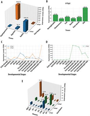 Evolution of g-type lysozymes in metazoa: insights into immunity and digestive adaptations